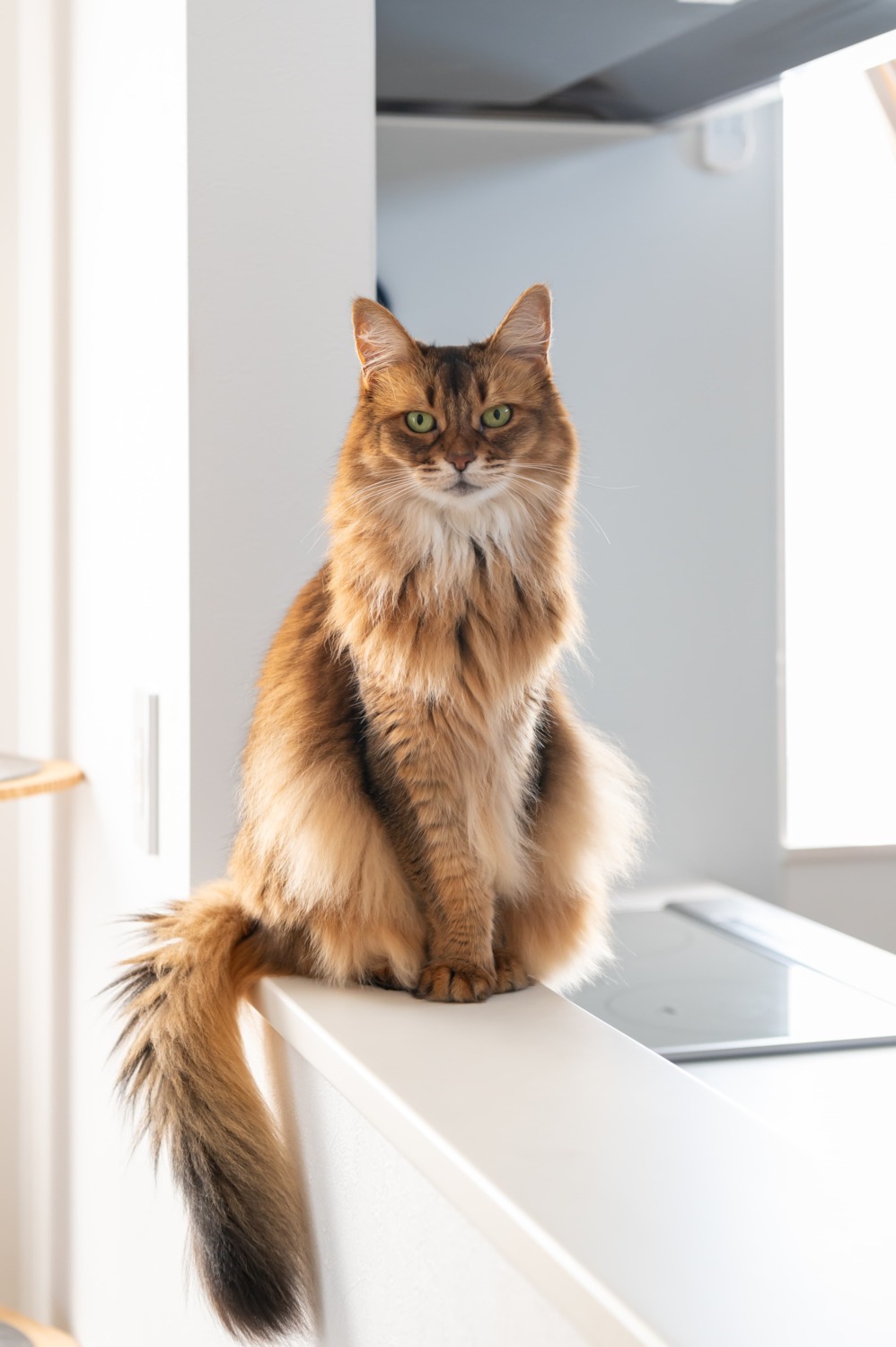 猫と暮らす家　倉敷