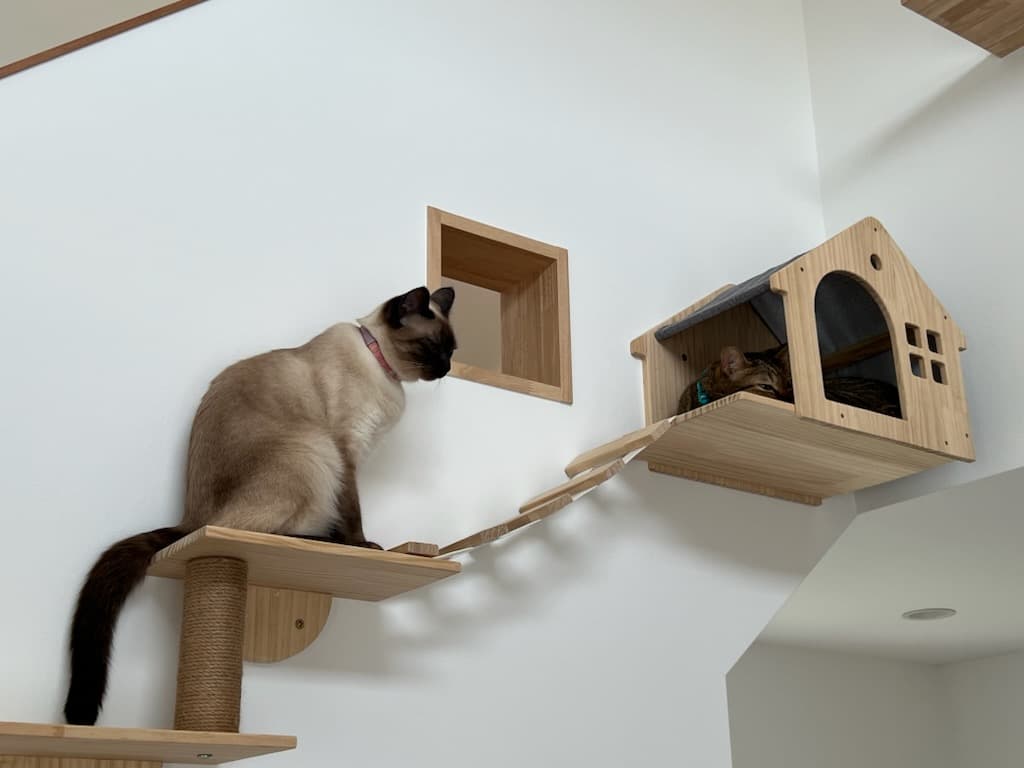 造作キャットハウスでリラックスする猫