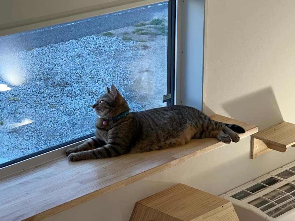 夕暮れの窓辺の造作棚でくつろぐ猫